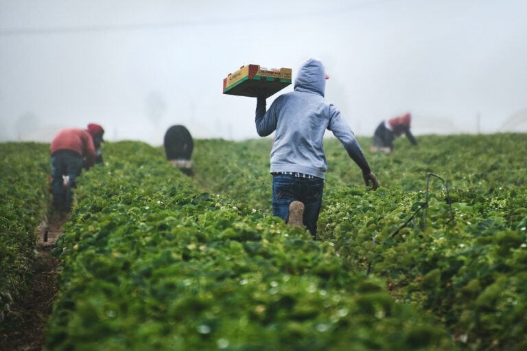 Farm Jobs in Canada With Free Visa Sponsorship: Eligibility & Application Guide